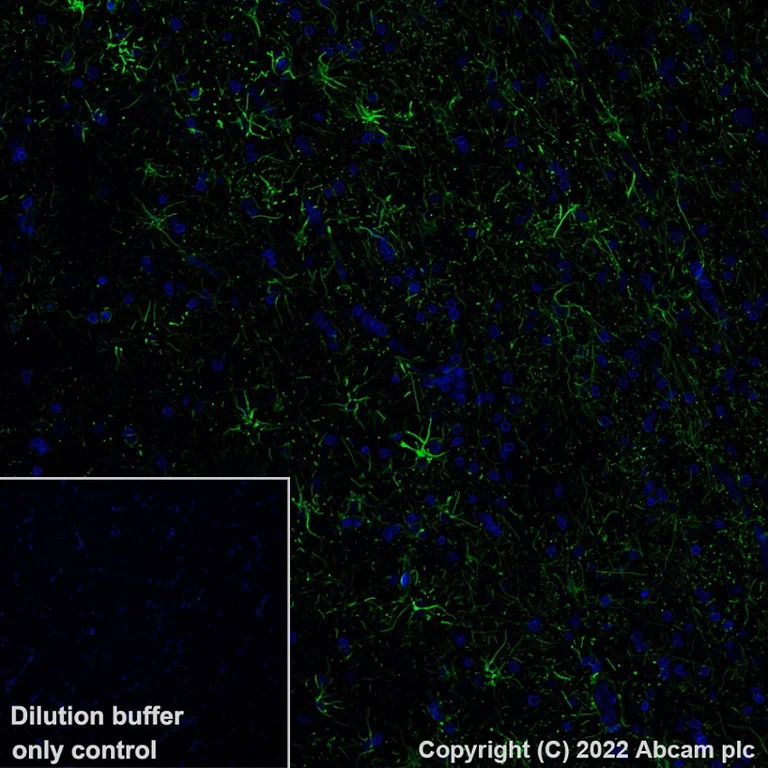 Immunohistochemistry (Formalin/PFA-fixed paraffin-embedded sections) - Alexa Fluor® 488 Anti-GFAP antibody [EP672Y] - Astrocyte marker (AB302977)