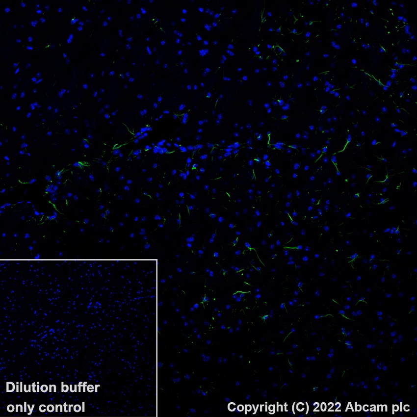 Alexa Fluor® 488 Anti-GFAP antibody [EP672Y] - Astrocyte marker