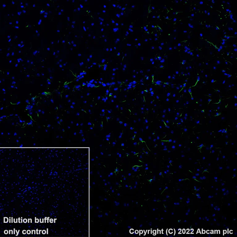 Immunohistochemistry (Formalin/PFA-fixed paraffin-embedded sections) - Alexa Fluor® 488 Anti-GFAP antibody [EP672Y] - Astrocyte marker (AB302977)