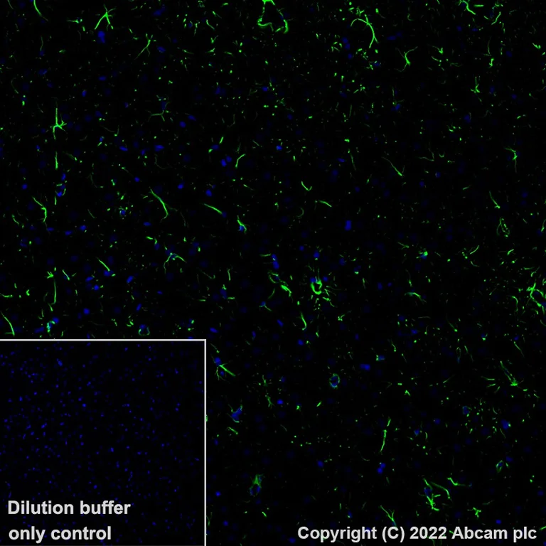 Immunohistochemistry (Formalin/PFA-fixed paraffin-embedded sections) - Alexa Fluor® 488 Anti-GFAP antibody [EP672Y] - Astrocyte marker (AB302977)