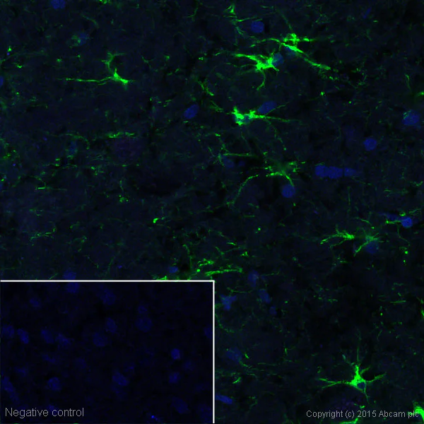 Immunohistochemistry (Frozen sections) - Alexa Fluor® 488 Anti-GFAP antibody [EPR1034Y] - Astrocyte Marker (AB194324)
