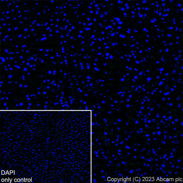Immunohistochemistry (Frozen sections) - Alexa Fluor® 488 Anti-GFAP antibody [EPR1034Y] - Mouse IgG1 (Chimeric) (AB317669), expandable thumbnail