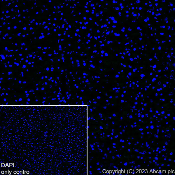 Immunohistochemistry (Frozen sections) - Alexa Fluor® 488 Anti-GFAP antibody [EPR1034Y] - Mouse IgG1 (Chimeric) (AB317669)