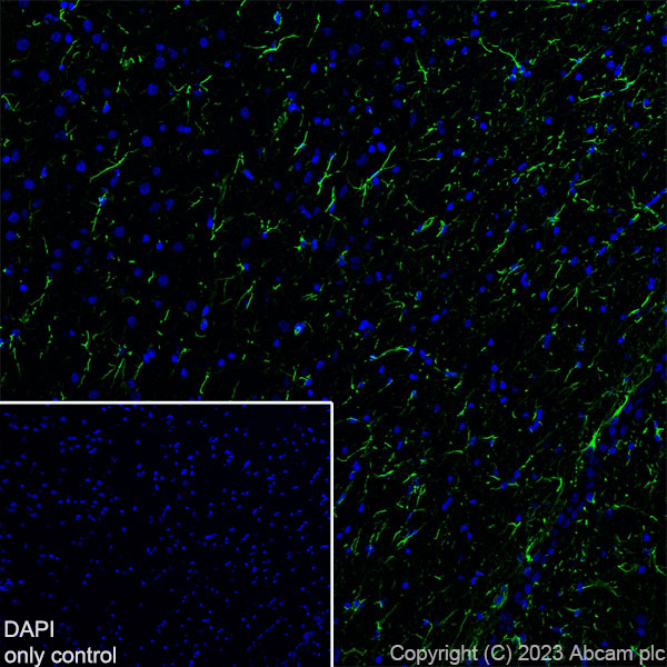 Immunohistochemistry (Frozen sections) - Alexa Fluor® 488 Anti-GFAP antibody [EPR1034Y] - Mouse IgG1 (Chimeric) (AB317669), expandable thumbnail