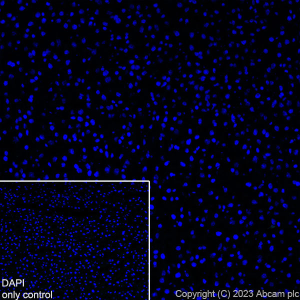 Immunohistochemistry (Frozen sections) - Alexa Fluor® 488 Anti-GFAP antibody [EPR1034Y] - Mouse IgG1 (Chimeric) (AB317669), expandable thumbnail