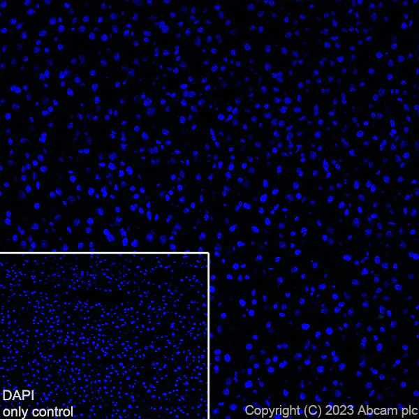 Immunohistochemistry (Frozen sections) - Alexa Fluor® 488 Anti-GFAP antibody [EPR1034Y] - Mouse IgG1 (Chimeric) (AB317669)