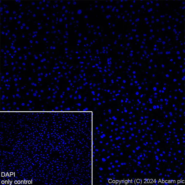 Immunohistochemistry (Frozen sections) - Alexa Fluor® 488 Anti-GFAP antibody [EPR1034Y] - Mouse IgG2a (Chimeric) (AB319022)