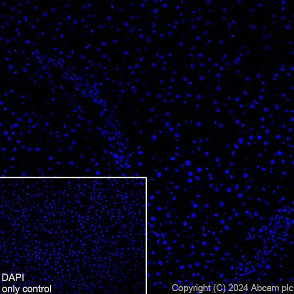 Immunohistochemistry (Frozen sections) - Alexa Fluor® 488 Anti-GFAP antibody [EPR1034Y] - Mouse IgG2a (Chimeric) (AB319022)
