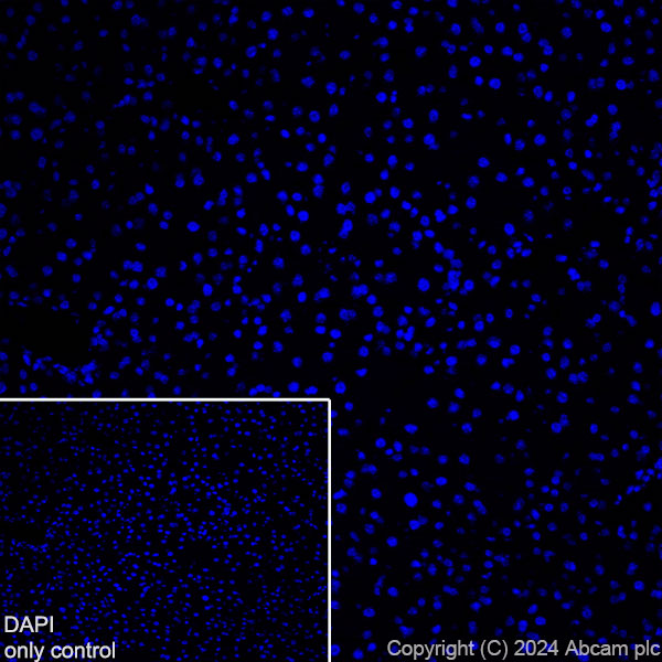 Immunohistochemistry (Frozen sections) - Alexa Fluor® 488 Anti-GFAP antibody [EPR1034Y] - Rat IgG2a (Chimeric) (AB317762), expandable thumbnail
