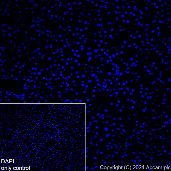 Immunohistochemistry (Frozen sections) - Alexa Fluor® 488 Anti-GFAP antibody [EPR1034Y] - Rat IgG2a (Chimeric) (AB317762)
