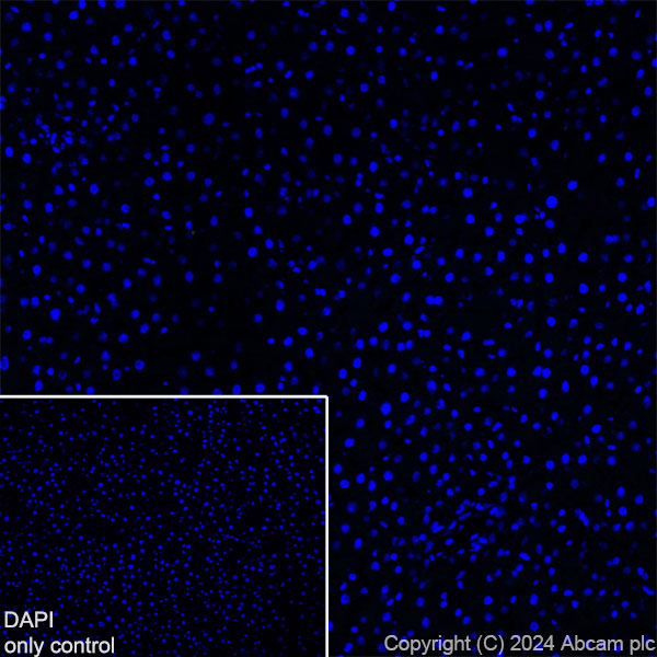 Immunohistochemistry (Frozen sections) - Alexa Fluor® 488 Anti-GFAP antibody [EPR1034Y] - Rat IgG2a (Chimeric) (AB317762), expandable thumbnail