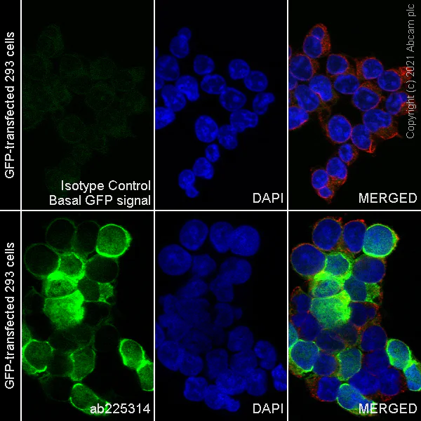 Immunocytochemistry/ Immunofluorescence - Alexa Fluor® 488 Anti-GFP antibody [EPR14104] - GFP booster (AB225314)