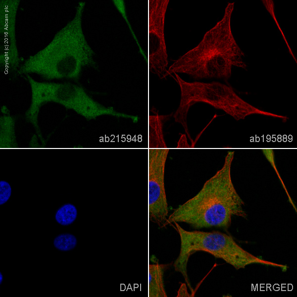 Immunocytochemistry/ Immunofluorescence - Alexa Fluor® 488 Anti-GFPT2 antibody [EPR19095] (AB215948)