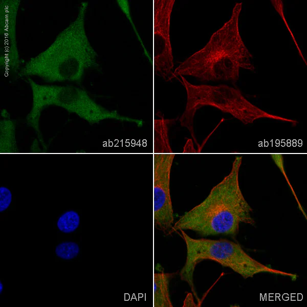 Immunocytochemistry/ Immunofluorescence - Alexa Fluor® 488 Anti-GFPT2 antibody [EPR19095] (AB215948)