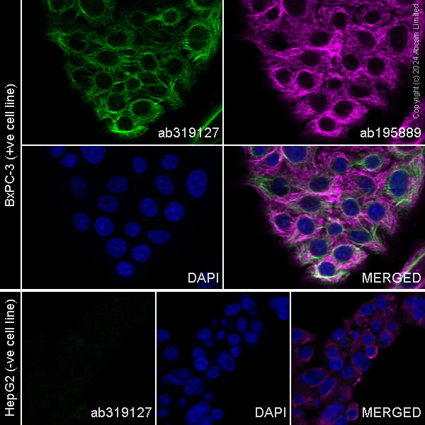 Immunocytochemistry/ Immunofluorescence - Alexa Fluor® 488 Anti-GLP-1 antibody [EPR4042-1] (AB319127)