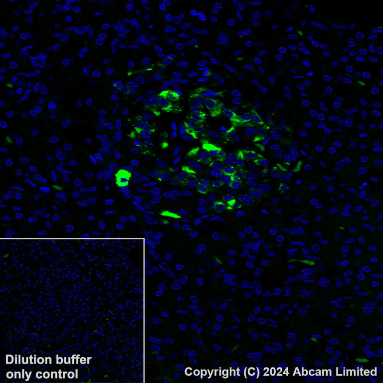 Immunohistochemistry (Formalin/PFA-fixed paraffin-embedded sections) - Alexa Fluor® 488 Anti-GLP-1 antibody [EPR4042-1] (AB319127)