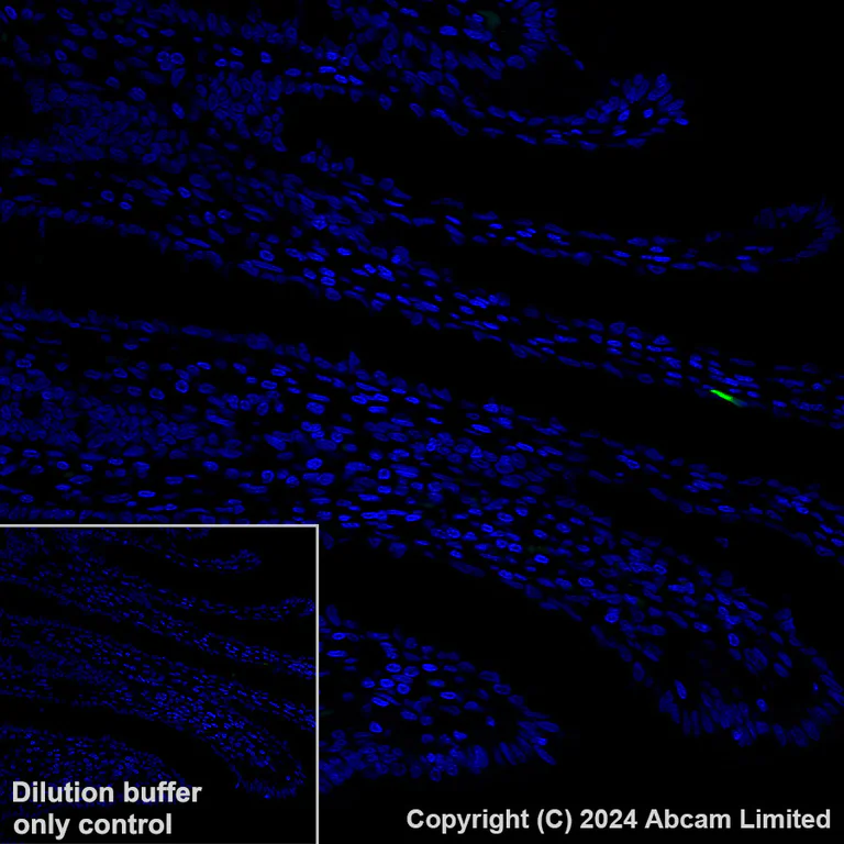 Immunohistochemistry (Formalin/PFA-fixed paraffin-embedded sections) - Alexa Fluor® 488 Anti-GLP-1 antibody [EPR4042-1] (AB319127)