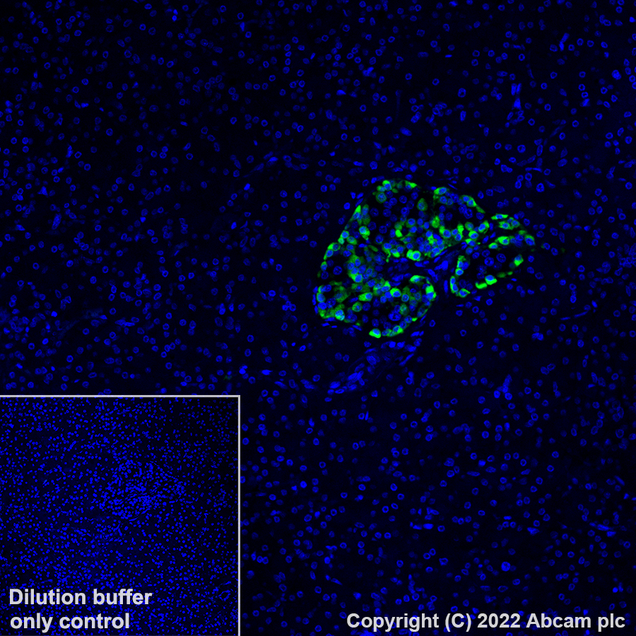 Immunohistochemistry (Formalin/PFA-fixed paraffin-embedded sections) - Alexa Fluor® 488 Anti-Glucagon antibody [EP3070] (AB307340), expandable thumbnail