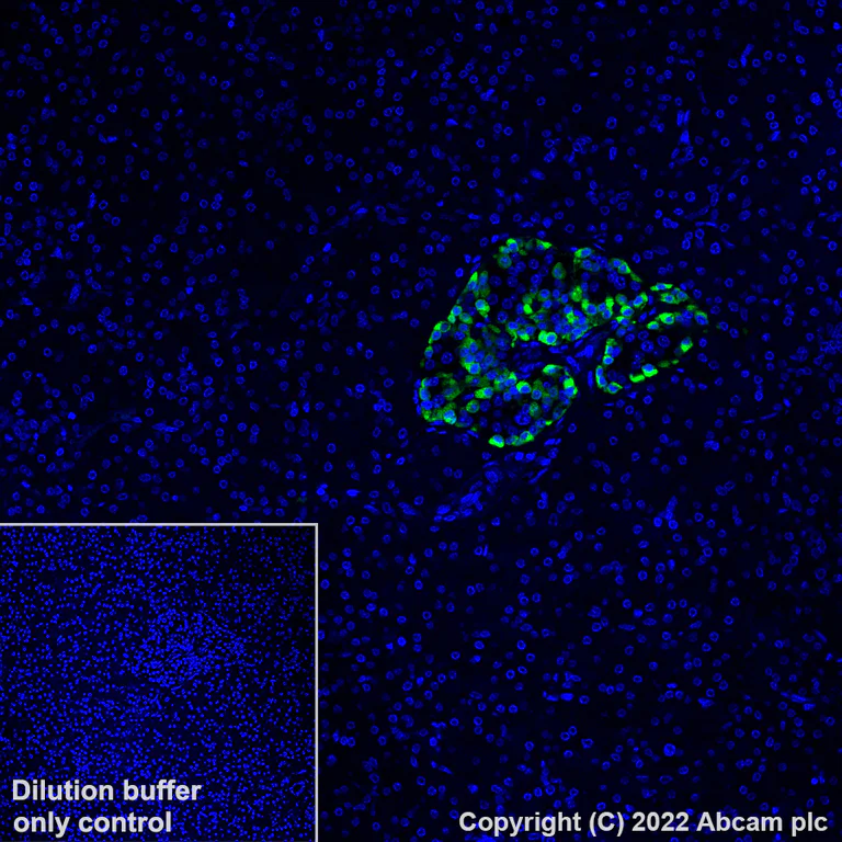 Immunohistochemistry (Formalin/PFA-fixed paraffin-embedded sections) - Alexa Fluor® 488 Anti-Glucagon antibody [EP3070] (AB307340)