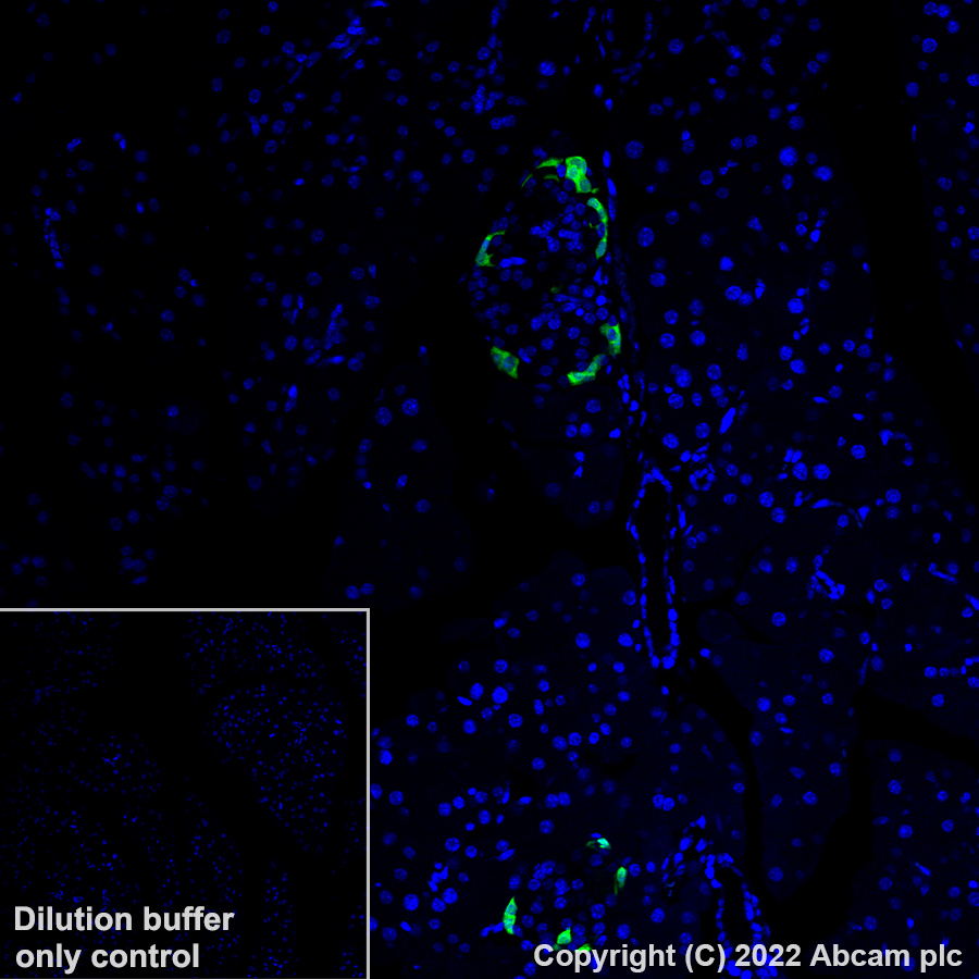 Immunohistochemistry (Formalin/PFA-fixed paraffin-embedded sections) - Alexa Fluor® 488 Anti-Glucagon antibody [EP3070] (AB307340), expandable thumbnail