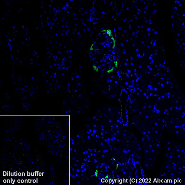 Immunohistochemistry (Formalin/PFA-fixed paraffin-embedded sections) - Alexa Fluor® 488 Anti-Glucagon antibody [EP3070] (AB307340)