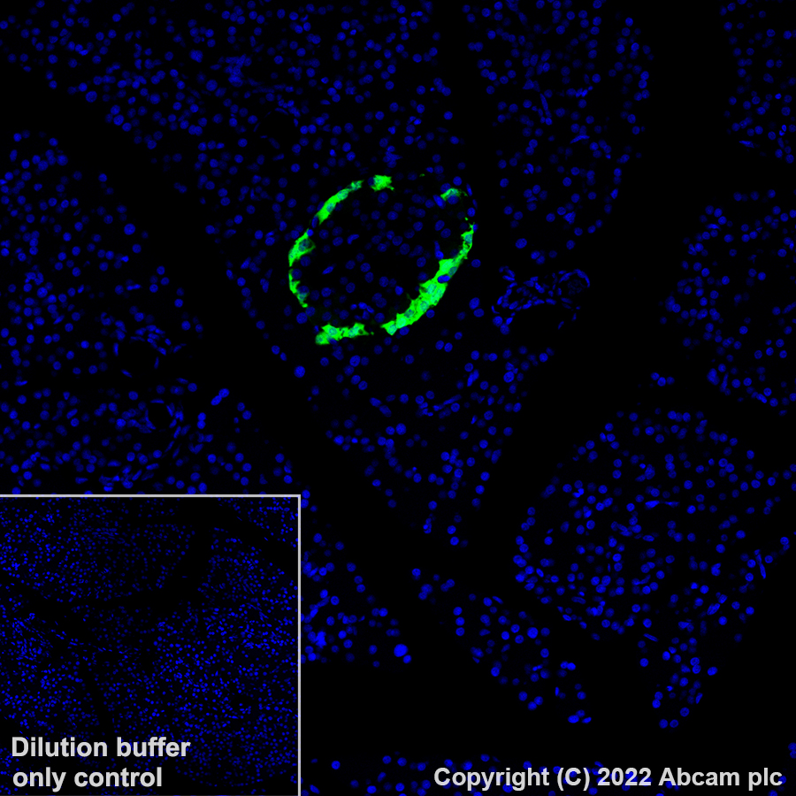 Immunohistochemistry (Formalin/PFA-fixed paraffin-embedded sections) - Alexa Fluor® 488 Anti-Glucagon antibody [EP3070] (AB307340), expandable thumbnail
