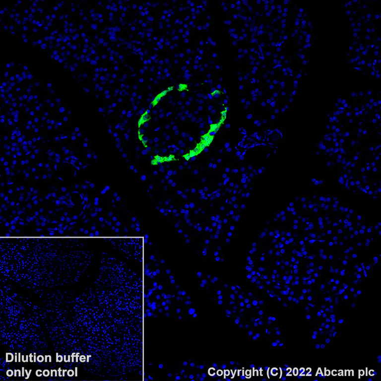 Immunohistochemistry (Formalin/PFA-fixed paraffin-embedded sections) - Alexa Fluor® 488 Anti-Glucagon antibody [EP3070] (AB307340)