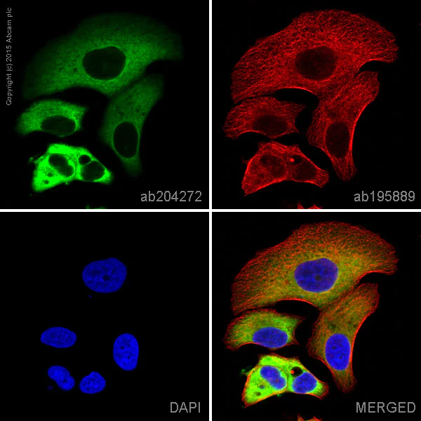 Immunocytochemistry/ Immunofluorescence - Alexa Fluor® 488 Anti-Glucose 6 Phosphate Dehydrogenase antibody [EPR6292] (AB204272)