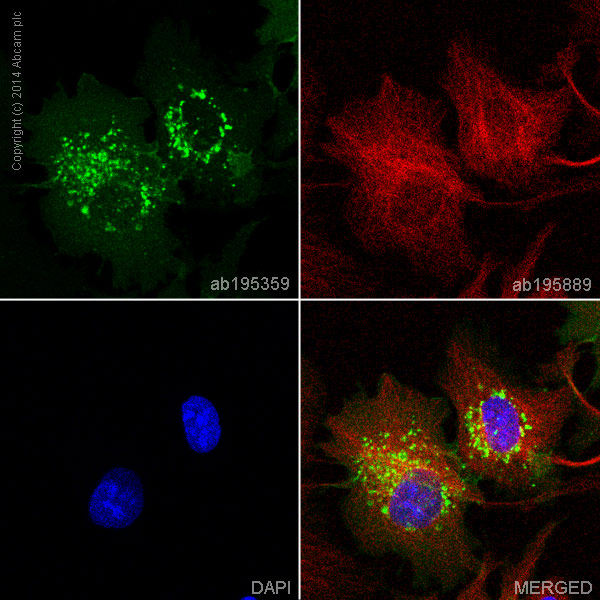Alexa Fluor 488 Anti-Glucose Transporter GLUT1 antibody [EPR3915]