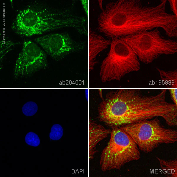 Immunocytochemistry/ Immunofluorescence - Alexa Fluor® 488 Anti-GLUD1 + GLUD2 antibody [EPR11370] (AB204001)