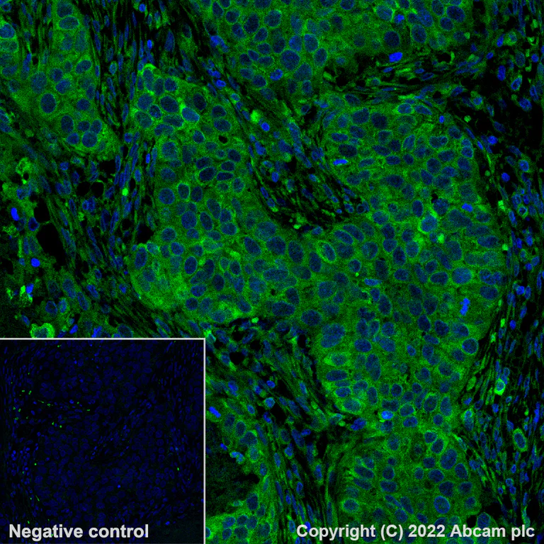 Immunohistochemistry - Alexa Fluor® 488 Anti-Glutamine Synthetase antibody [EPR13022(B)] (AB302584)