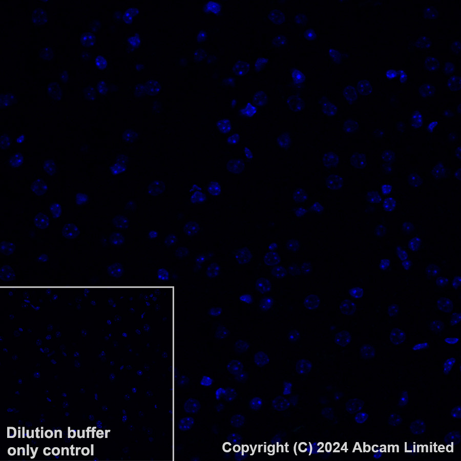 glutathione peroxidase 3/gpx-3 antibody Alexa Fluor® 488 Anti-Glutathione [EPR22815-112] (ab323263) Figure 1 from Metabolic