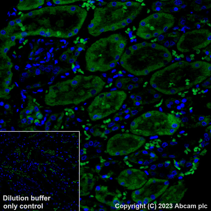 Immunohistochemistry (Formalin/PFA-fixed paraffin-embedded sections) - Alexa Fluor® 488 Anti-Glutathione Peroxidase 4 antibody [EPNCIR144] (AB314333), expandable thumbnail