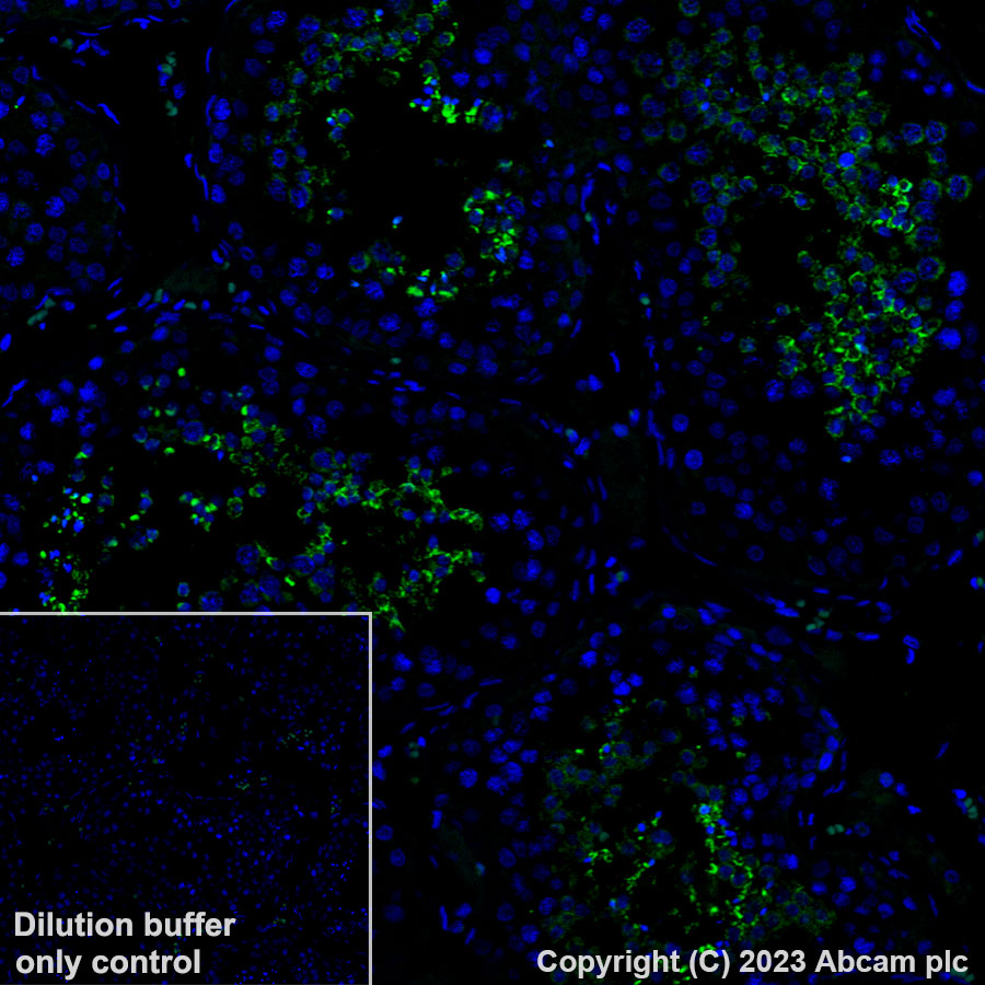Immunohistochemistry (Formalin/PFA-fixed paraffin-embedded sections) - Alexa Fluor® 488 Anti-Glutathione Peroxidase 4 antibody [EPNCIR144] (AB314333), expandable thumbnail