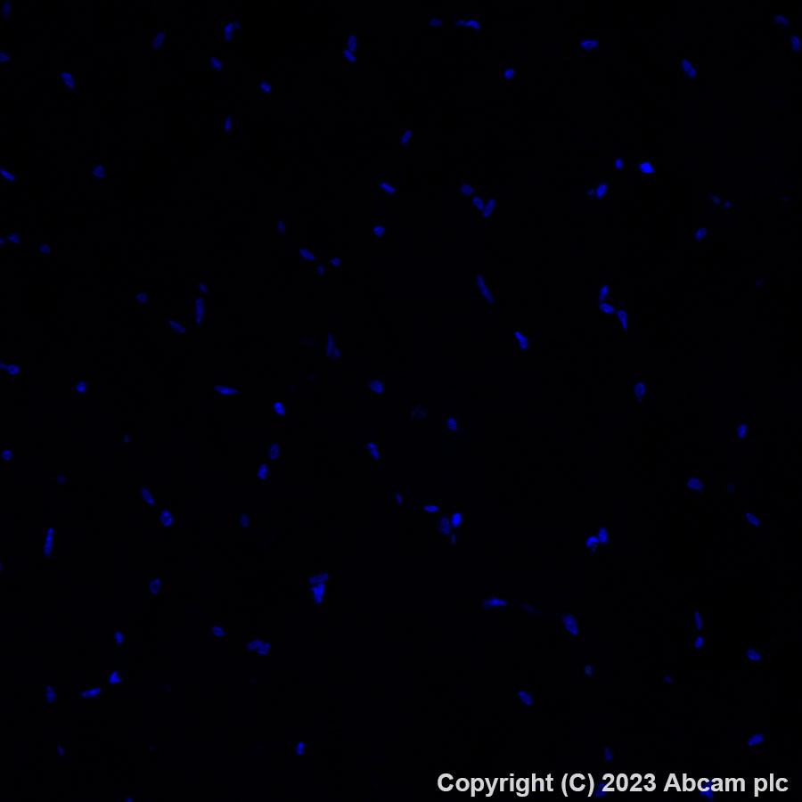 Immunohistochemistry (Formalin/PFA-fixed paraffin-embedded sections) - Alexa Fluor® 488 Anti-Glutathione Peroxidase 4 antibody [EPNCIR144] (AB314333), expandable thumbnail