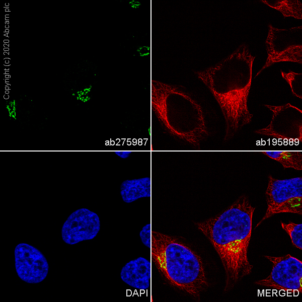 Immunocytochemistry/ Immunofluorescence - Alexa Fluor® 488 Anti-GM130 antibody [EP892Y] - cis-Golgi Marker (AB275987), expandable thumbnail