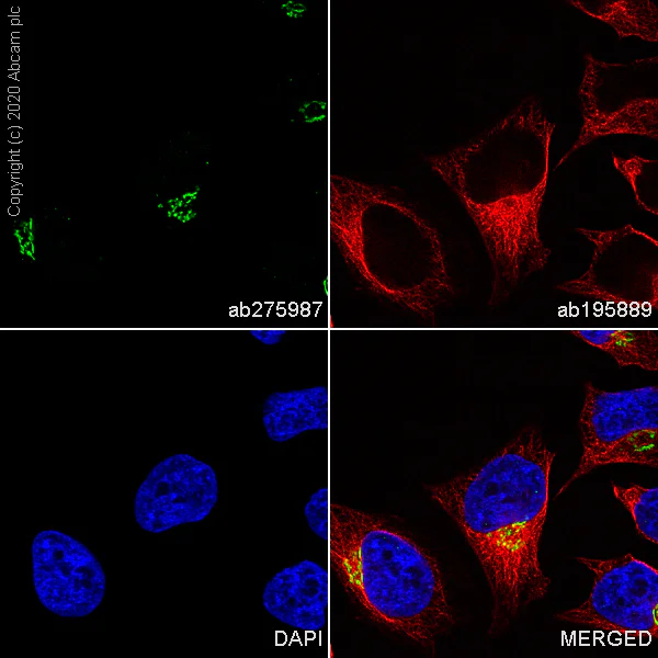 Immunocytochemistry/ Immunofluorescence - Alexa Fluor® 488 Anti-GM130 antibody [EP892Y] - cis-Golgi Marker (AB275987)