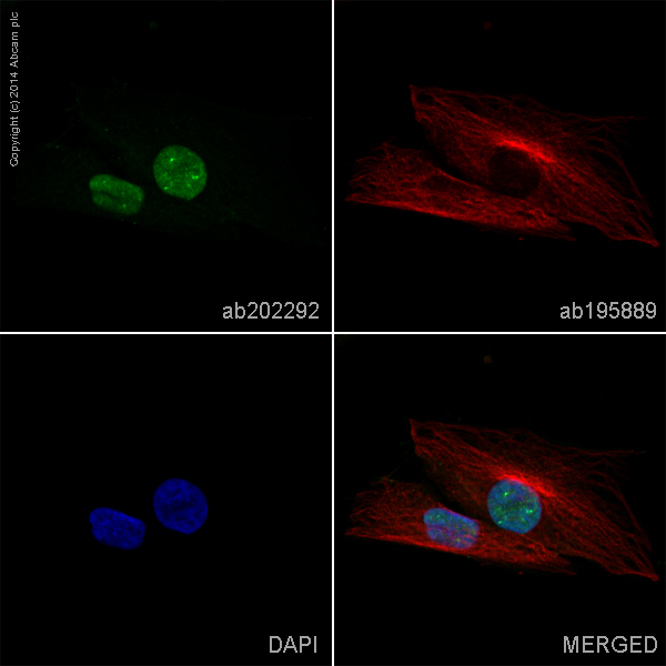 Immunocytochemistry/ Immunofluorescence - Alexa Fluor® 488 Anti-GNAI1 antibody [EPR9441(B)] (AB202292)