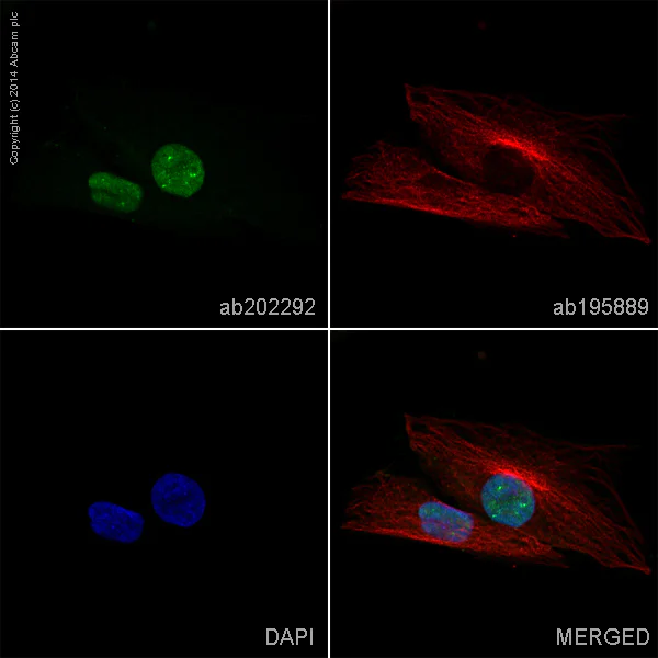 Immunocytochemistry/ Immunofluorescence - Alexa Fluor® 488 Anti-GNAI1 antibody [EPR9441(B)] (AB202292)