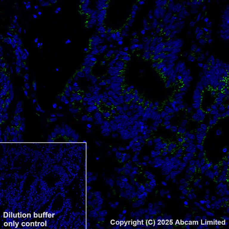 Immunohistochemistry (Formalin/PFA-fixed paraffin-embedded sections) - Alexa Fluor® 488 Anti-GOLM1/GOLPH2 antibody [EPR29022-61] (AB325374)