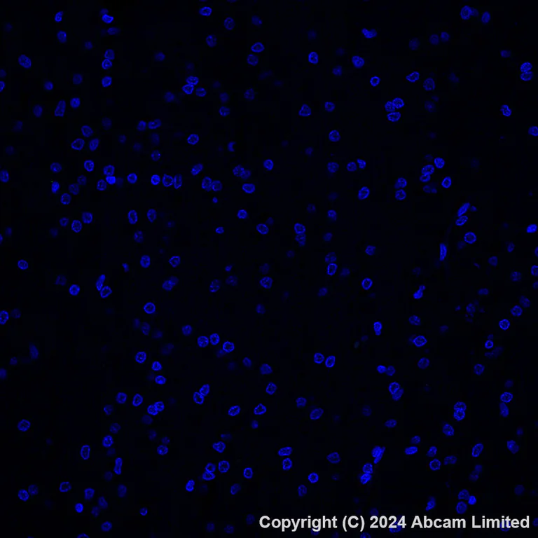 Immunohistochemistry (Formalin/PFA-fixed paraffin-embedded sections) - Alexa Fluor® 488 Anti-GPCR GPRC5D antibody [EPR28376-41] (AB323466)