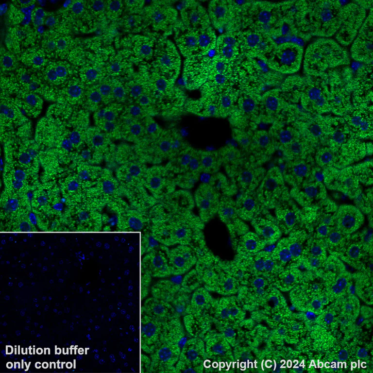 Immunohistochemistry (Formalin/PFA-fixed paraffin-embedded sections) - Alexa Fluor® 488 Anti-GPCR LGR6 antibody [EPR6874] (AB318245)