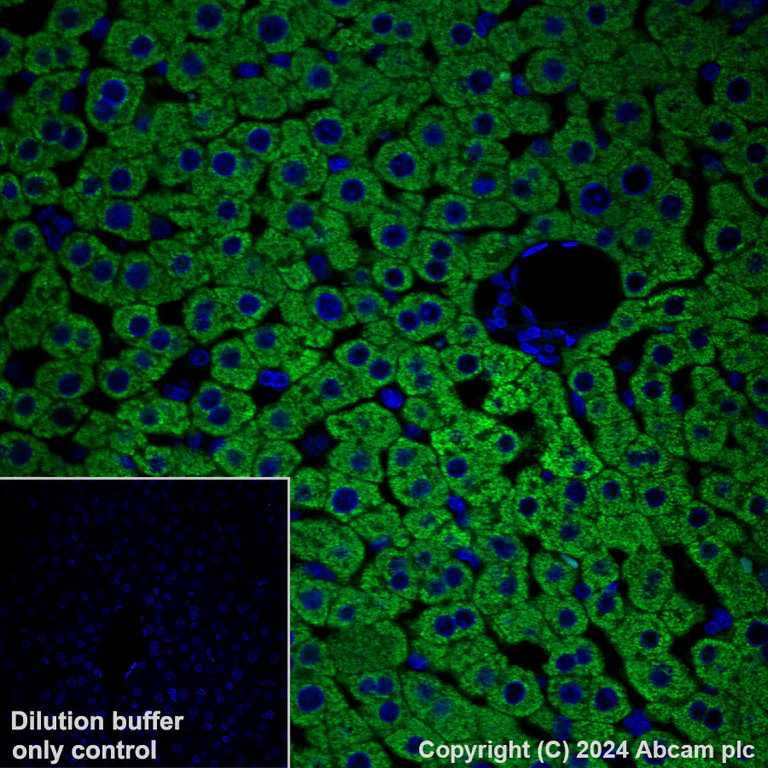 Immunohistochemistry (Formalin/PFA-fixed paraffin-embedded sections) - Alexa Fluor® 488 Anti-GPCR LGR6 antibody [EPR6874] (AB318245)