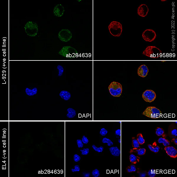 Immunocytochemistry/ Immunofluorescence - Alexa Fluor® 488 Anti-GPNMB antibody [EPR18226-147] (AB284639)
