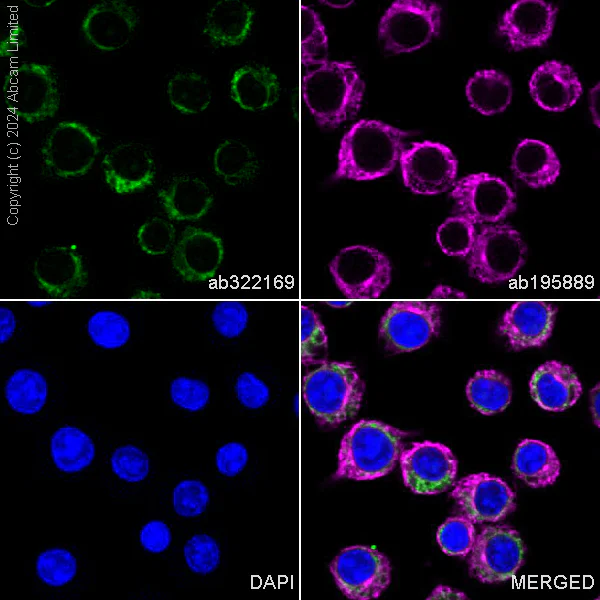 Immunocytochemistry/ Immunofluorescence - Alexa Fluor® 488 Anti-Granulin antibody [EPR18539-59] (AB322169)
