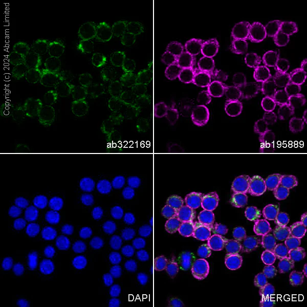 Immunocytochemistry/ Immunofluorescence - Alexa Fluor® 488 Anti-Granulin antibody [EPR18539-59] (AB322169)