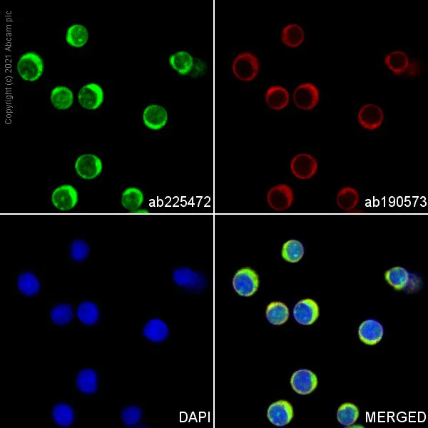 Immunocytochemistry/ Immunofluorescence - Alexa Fluor® 488 Anti-Granzyme B antibody [EPR20129-217] (AB225472)