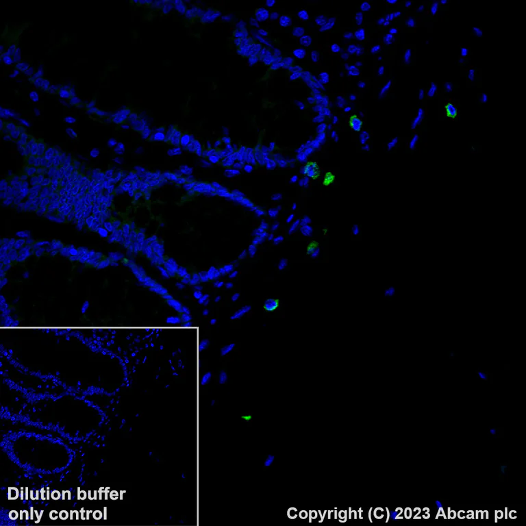 Immunohistochemistry (Formalin/PFA-fixed paraffin-embedded sections) - Alexa Fluor® 488 Anti-Granzyme B antibody [EPR20129-217] (AB225472)