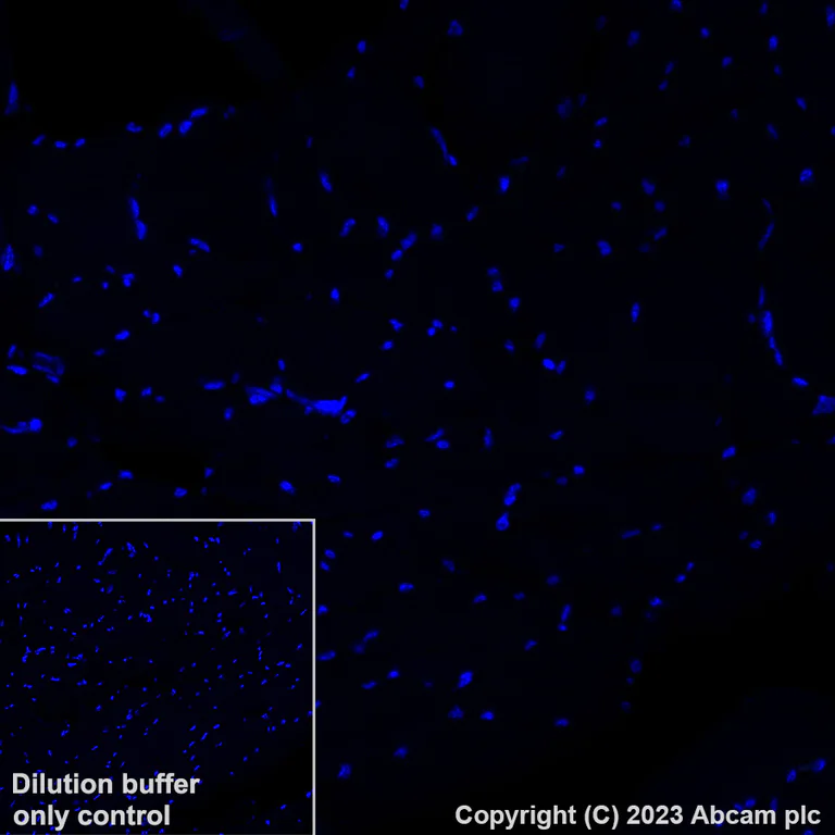Immunohistochemistry (Formalin/PFA-fixed paraffin-embedded sections) - Alexa Fluor® 488 Anti-Granzyme B antibody [EPR20129-217] (AB225472)