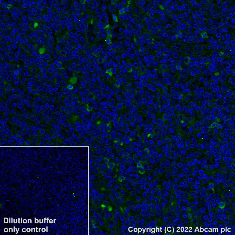 Immunohistochemistry (Formalin/PFA-fixed paraffin-embedded sections) - Alexa Fluor® 488 Anti-Granzyme B antibody [EPR8260] (AB315854)
